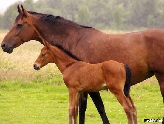 Солянка от 17.02.2026