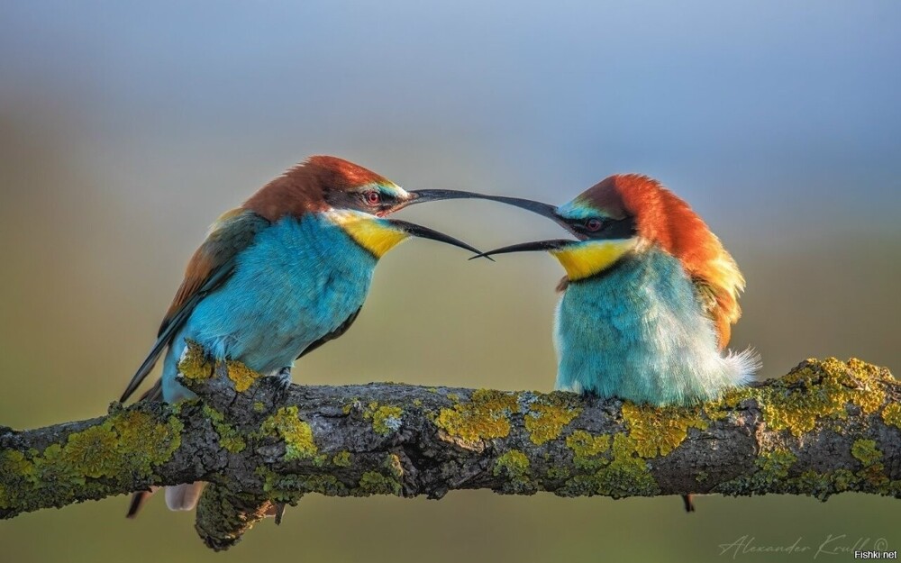 Разговор с глазу на глаз (и клюв к клюву)