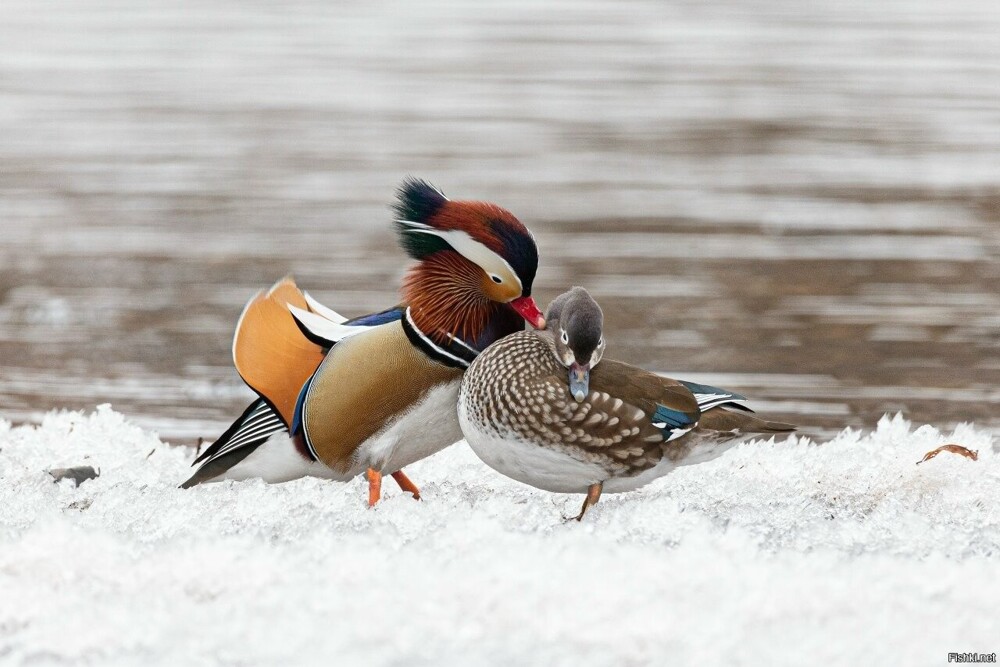 Солянка от 18.02.2026