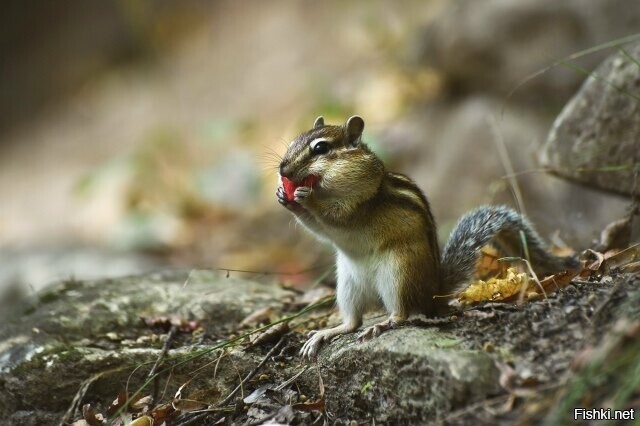 Солянка от 18.02.2026