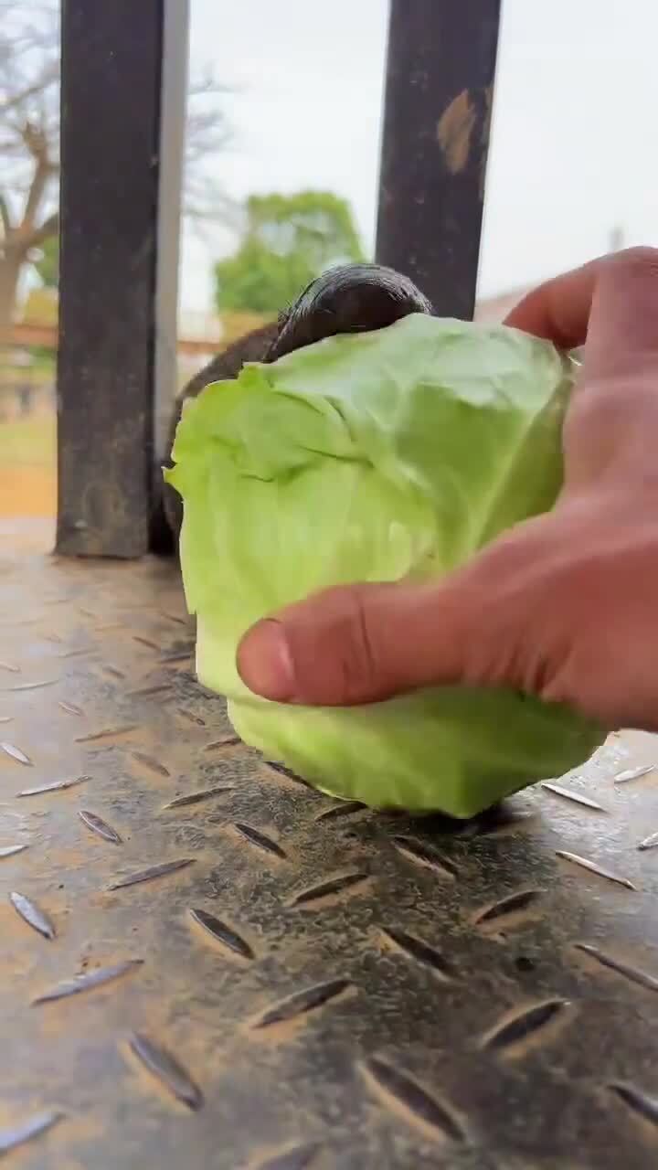 Солянка от 18.02.2026 