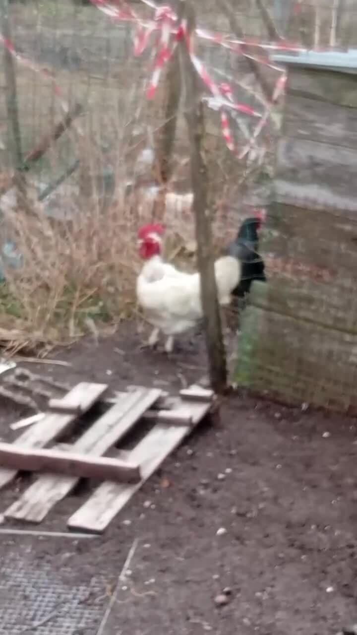 Со звуком 