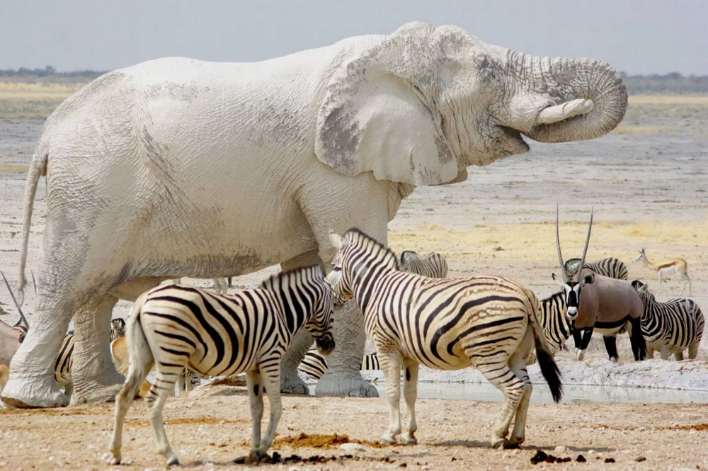 Слоны-призраки: белоснежные, странные и очень редкие