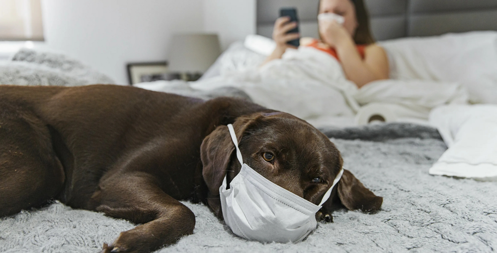 Почему животные не заражаются человеческими болезнями и наоборот?