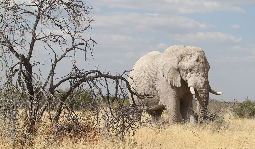 Слоны-призраки: белоснежные, странные и очень редкие