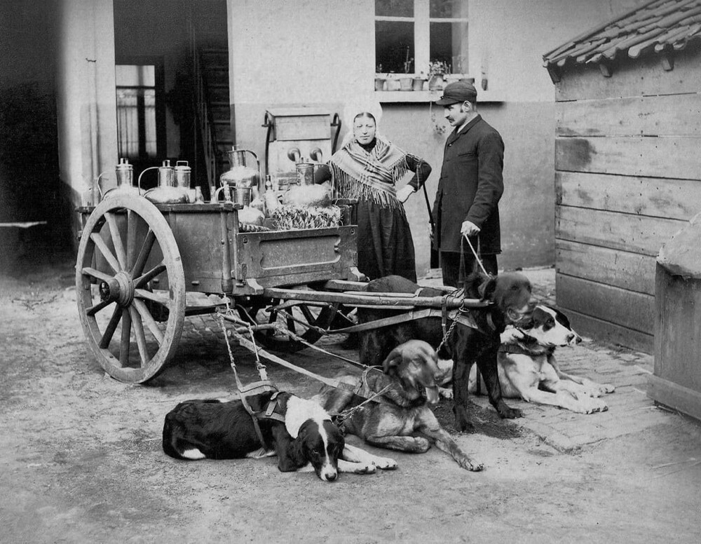 5. Доставка молока на собачьей упряжке, Бельгия, 1880 г.