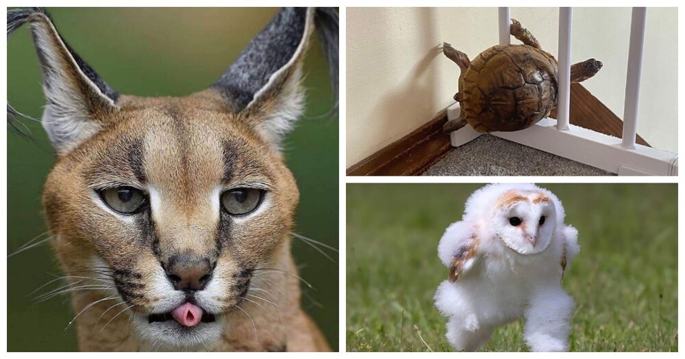 25 фото, на которых животные отжигают похлеще людей