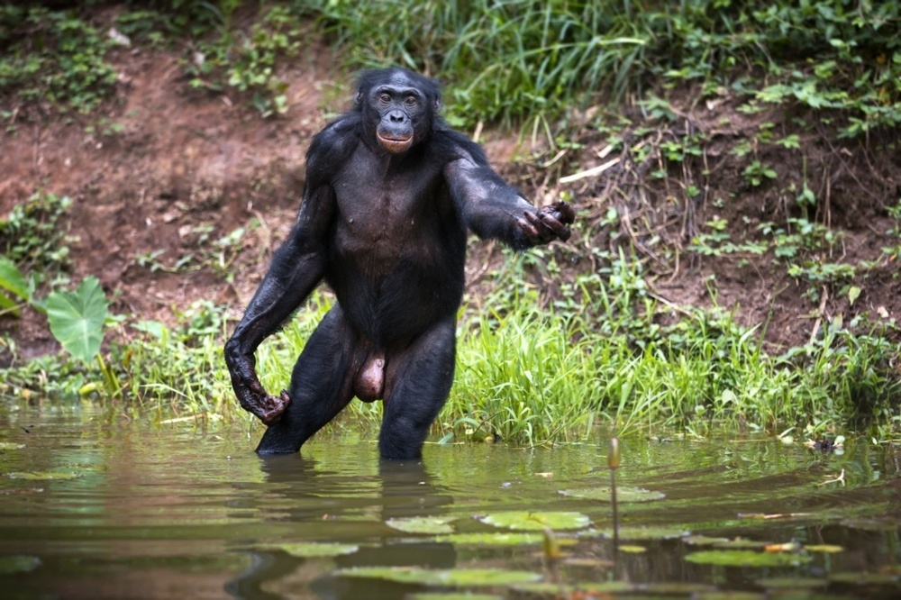 Бонобо: как неуёмная похоть изменила шимпанзе
