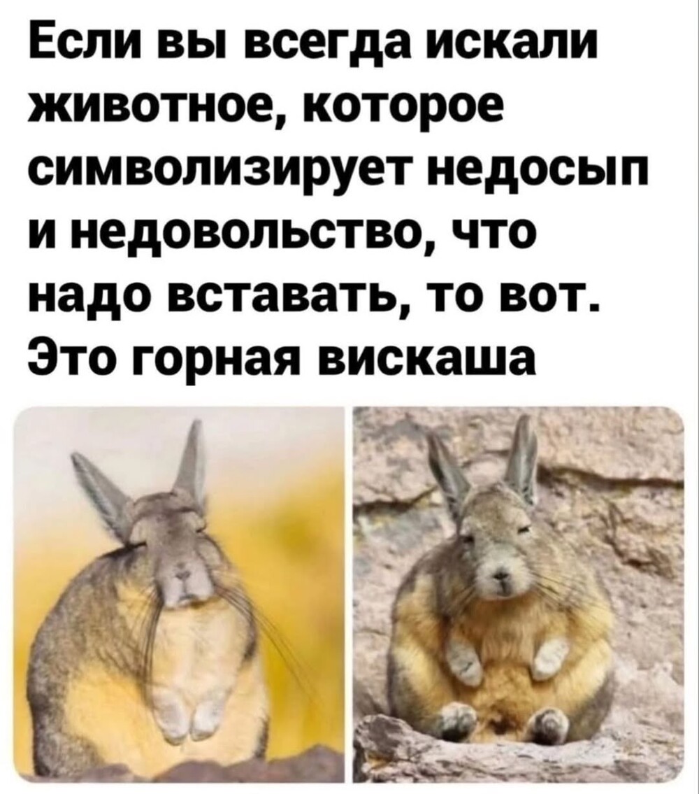Большая тарелка улыбатора