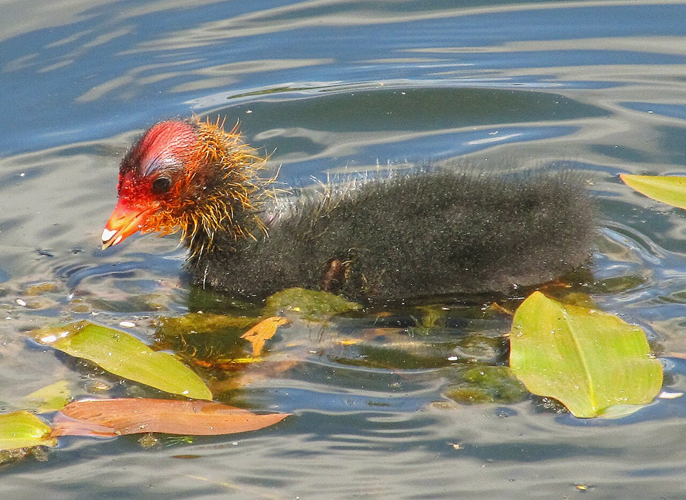 Топ-5 самых странных птенцов в мире