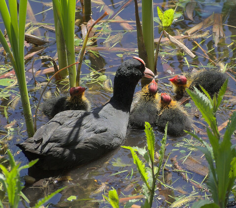 Топ-5 самых странных птенцов в мире