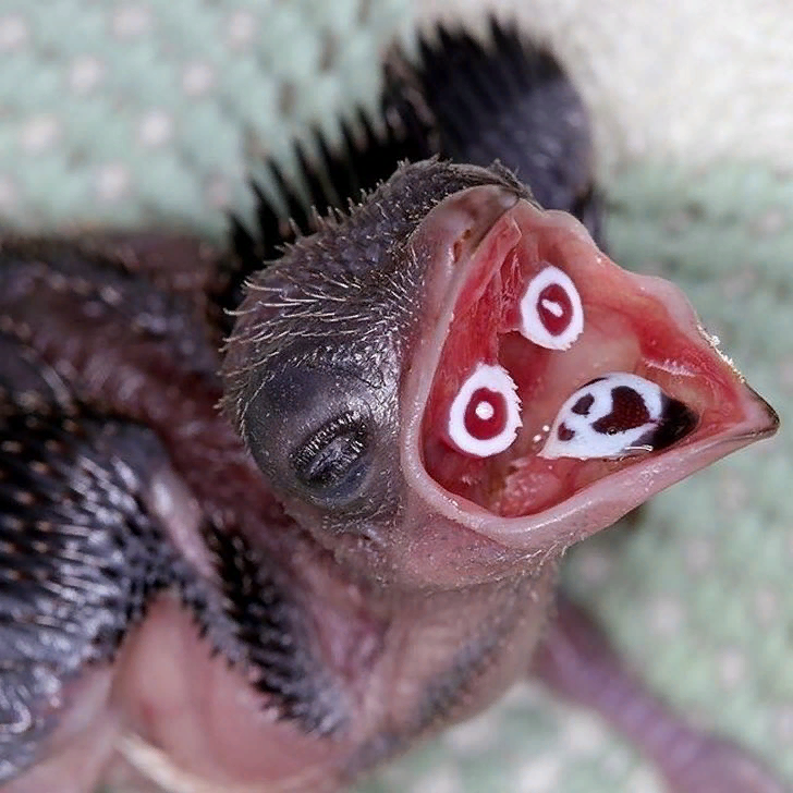 Топ-5 самых странных птенцов в мире