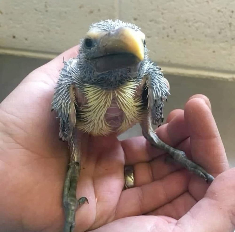 Топ-5 самых странных птенцов в мире