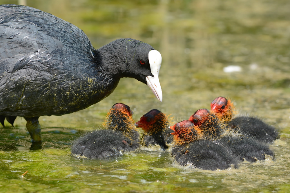 Топ-5 самых странных птенцов в мире