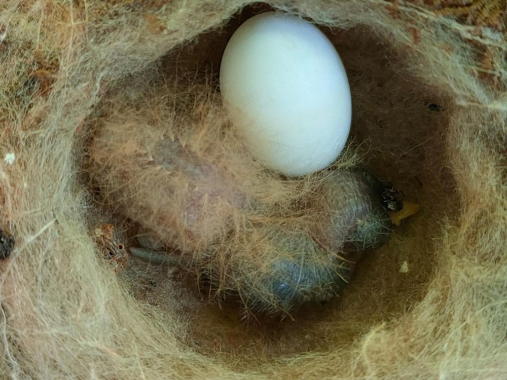 Топ-5 самых странных птенцов в мире