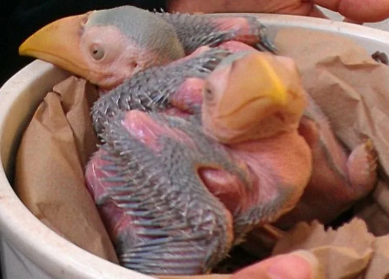 Топ-5 самых странных птенцов в мире