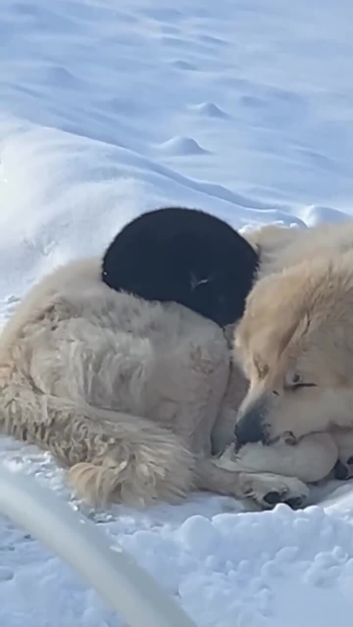 Солянка от 21.02.2026 