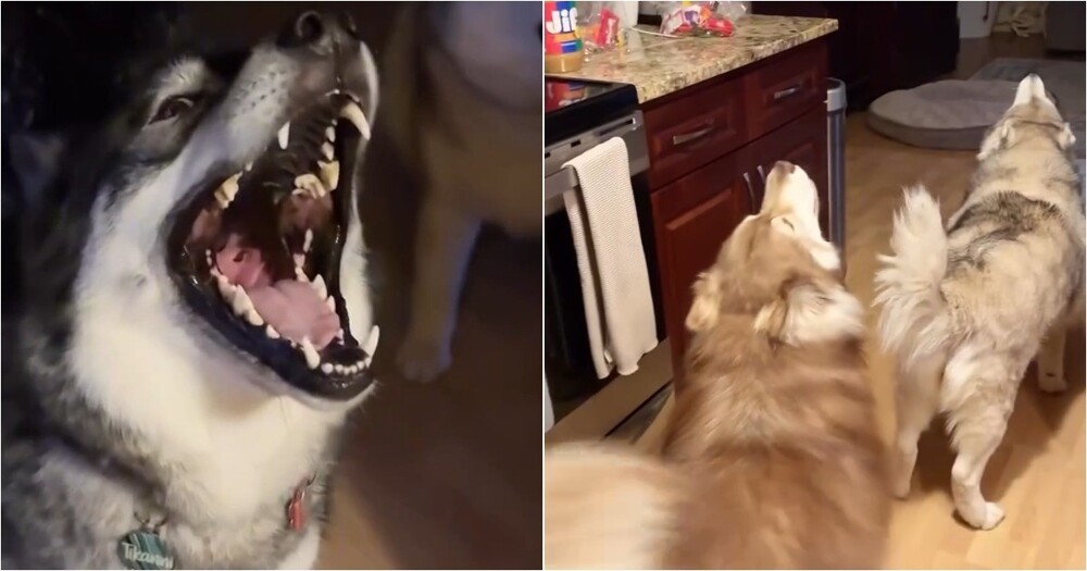 Не можете проснуться по утрам? Заведите хаски — сон как рукой снимет