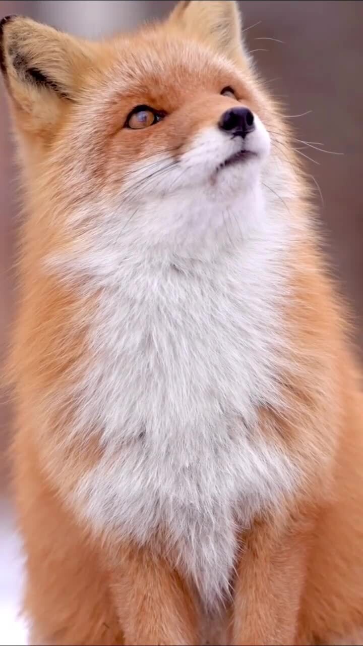 Солянка от 21.02.2026 