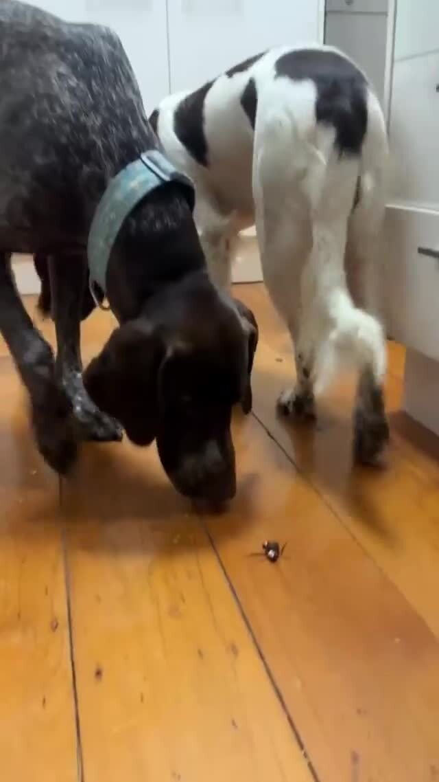 Собачьи насекомые 