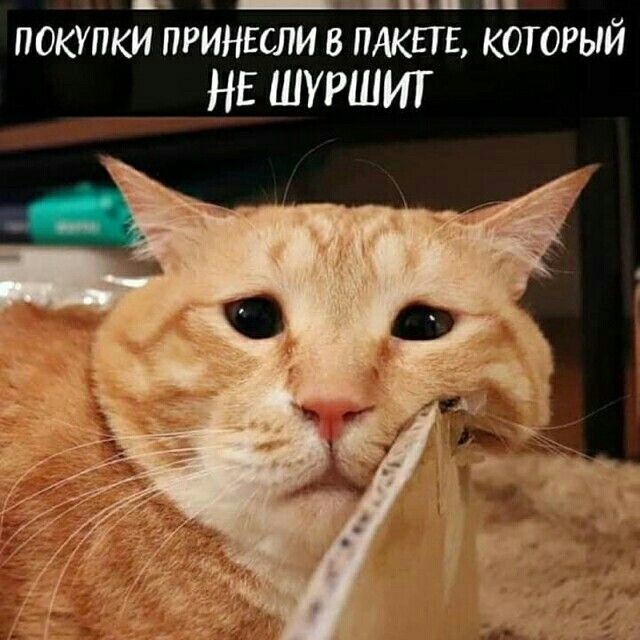 Милые котейки