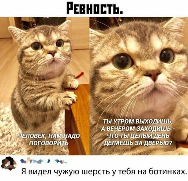 Милые котейки