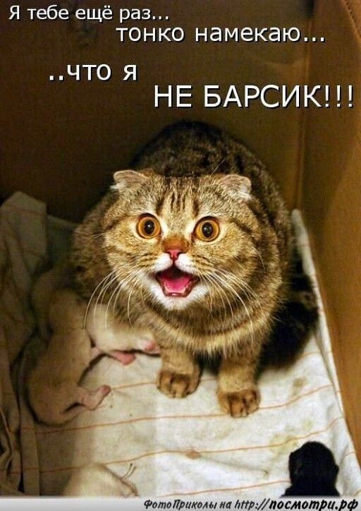 Милые котейки