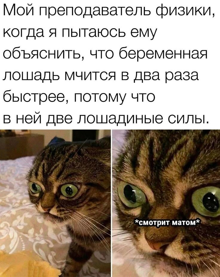 Милые котейки