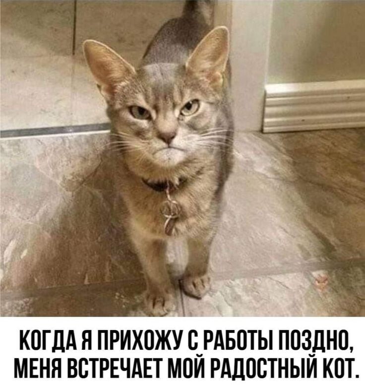 Милые котейки