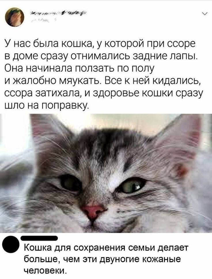 Милые котейки