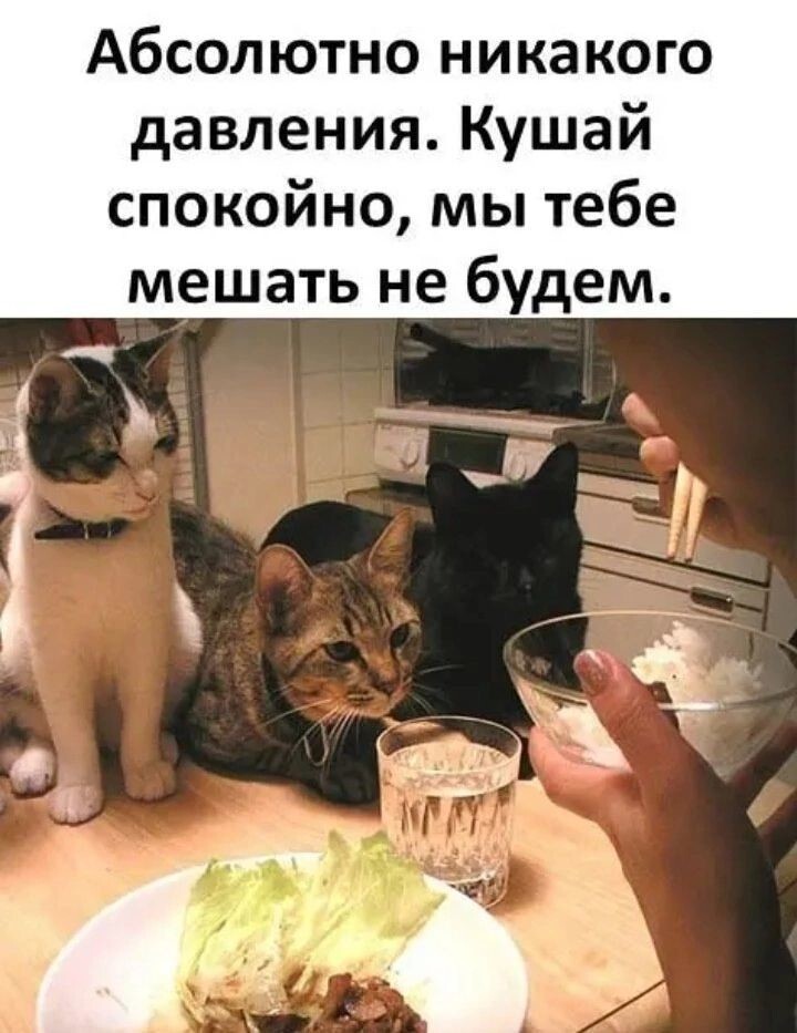 Милые котейки
