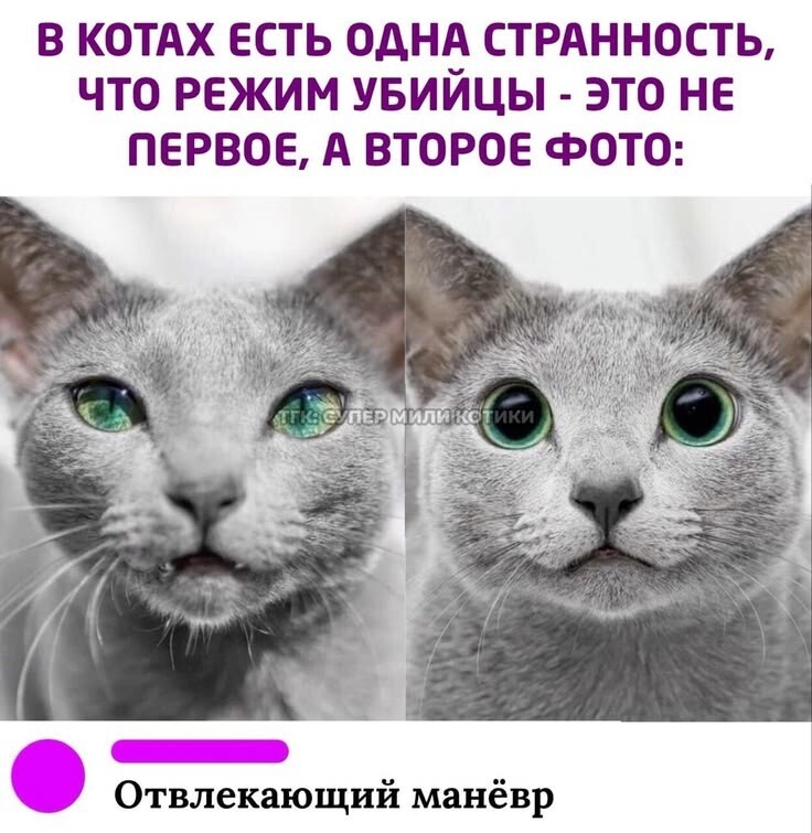 Милые котейки