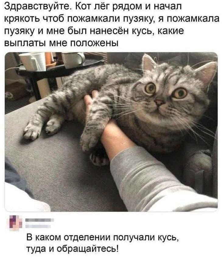 Милые котейки