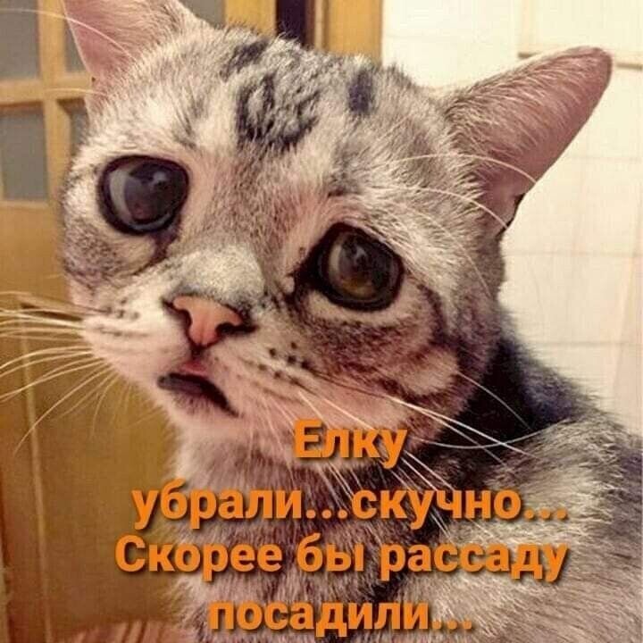 Милые котейки