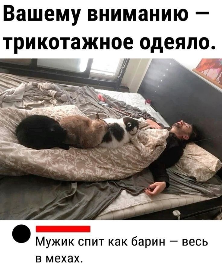 Милые котейки