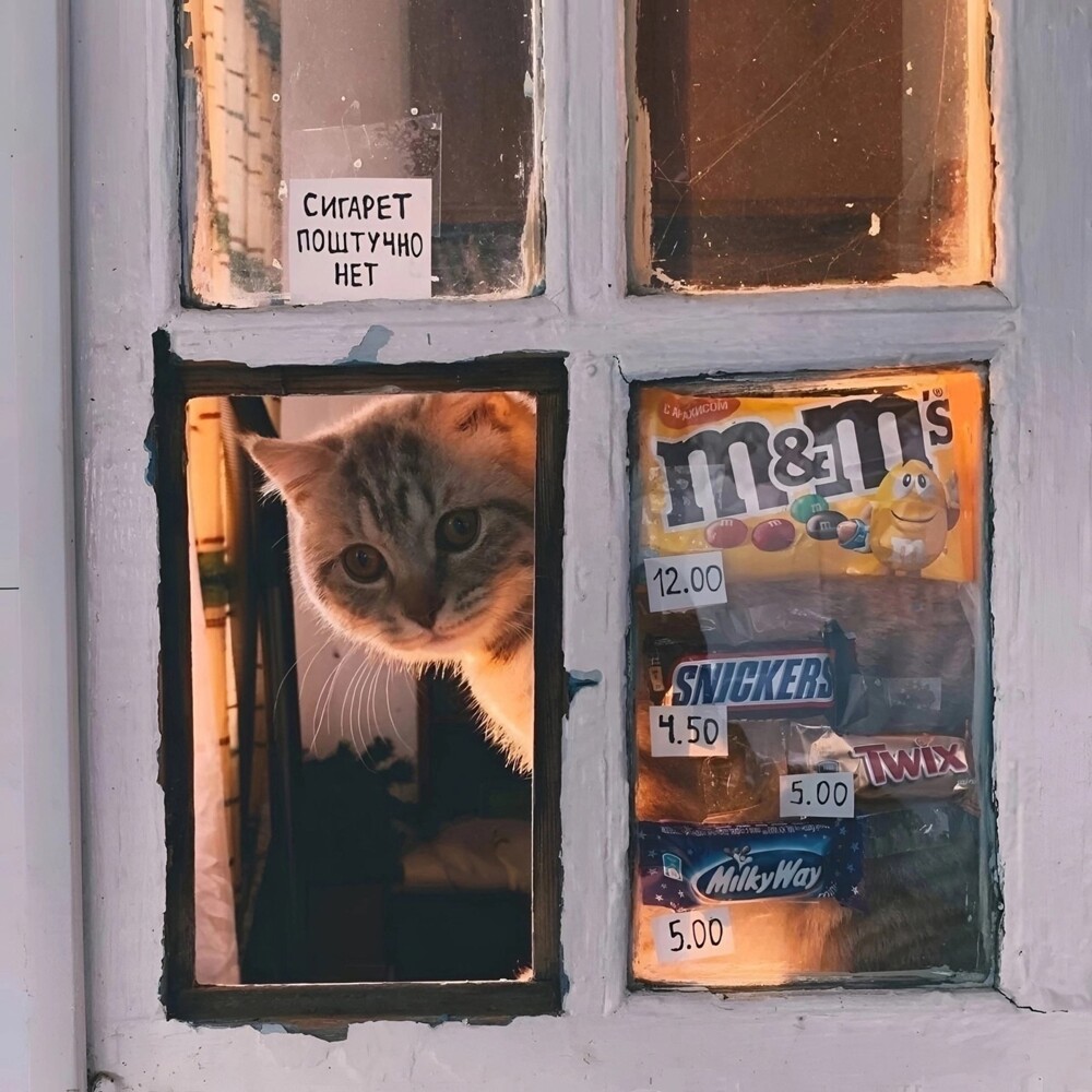 Кот подтверждает отсутствие сигарет )). 