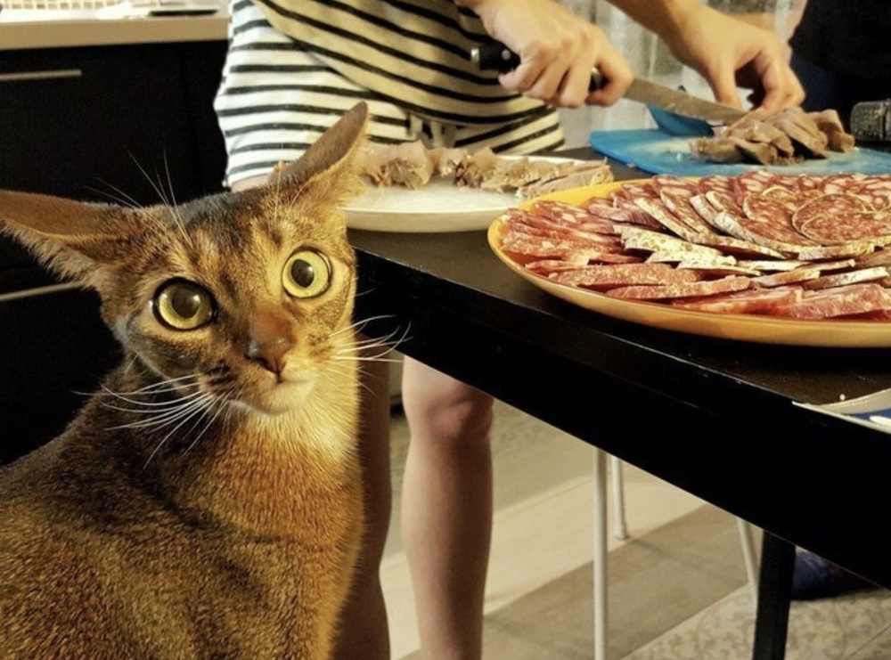 Железные нервы: 16 фото, доказывающих, что спокойствие — это суперсила Железные нервы: 16 фото, доказывающих, что спокойствие — это суперсила выдержка, спокойствие, самообладание, эмоции, жизненные ситуации, приколы, фото, подборка, реакция, стресс, юмор, не паникуй, крутость