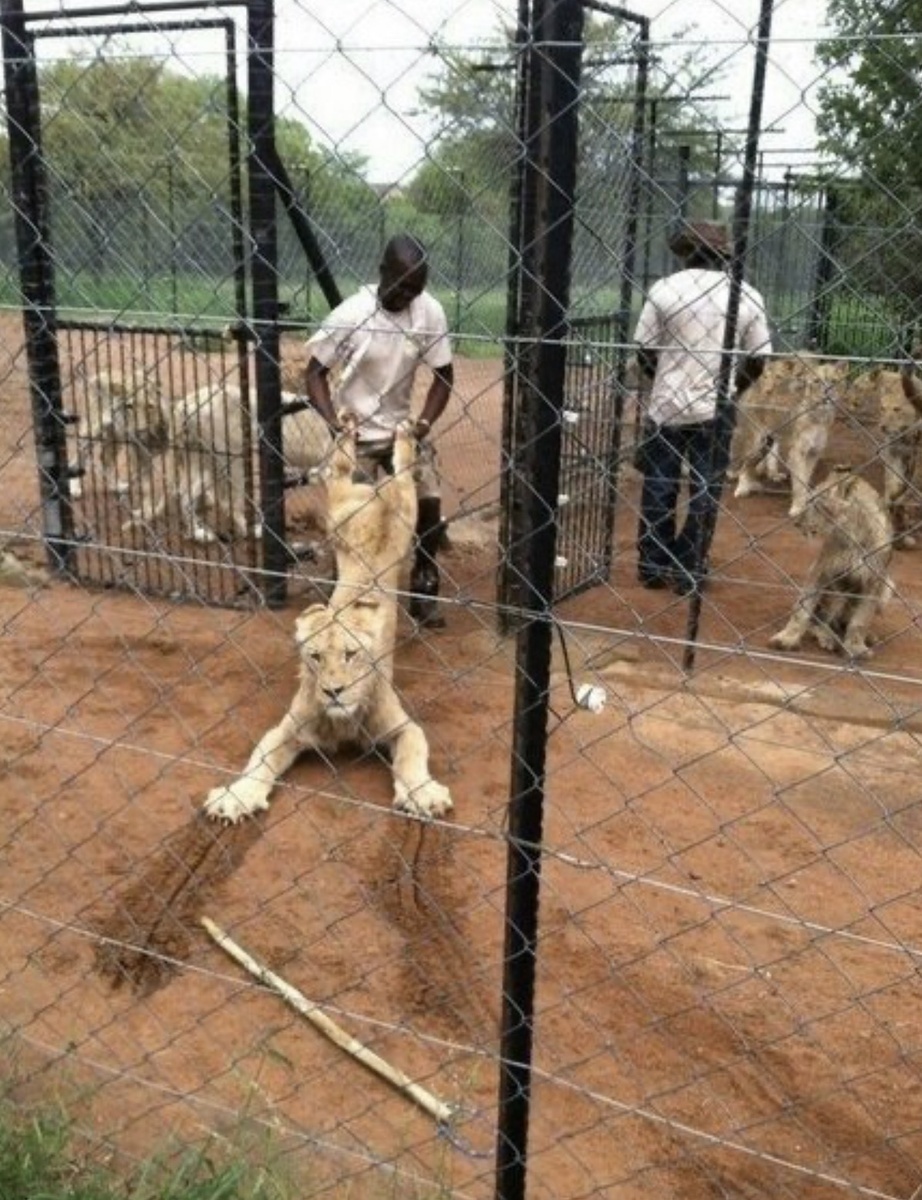 Железные нервы: 16 фото, доказывающих, что спокойствие — это суперсила Железные нервы: 16 фото, доказывающих, что спокойствие — это суперсила выдержка, спокойствие, самообладание, эмоции, жизненные ситуации, приколы, фото, подборка, реакция, стресс, юмор, не паникуй, крутость