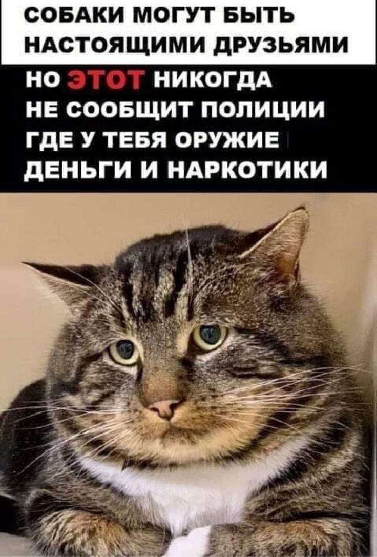 Весëлые картинки