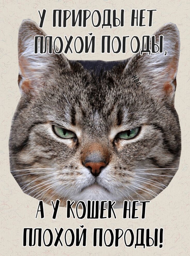 Весëлые картинки