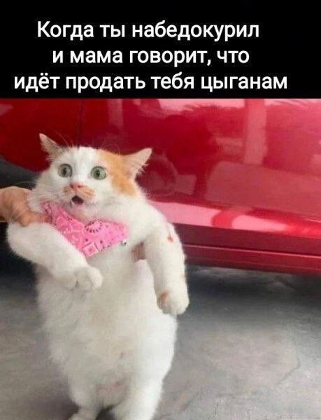 Весëлые картинки