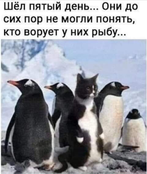 Весëлые картинки
