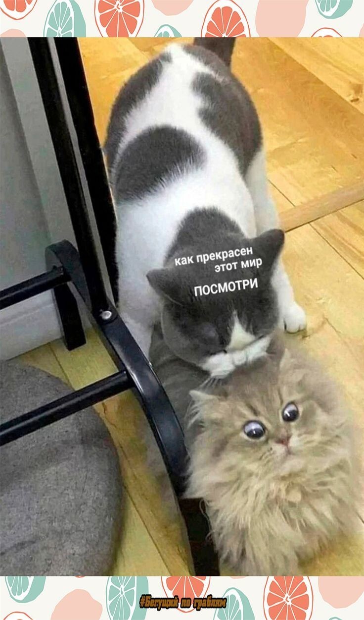 Весëлые картинки