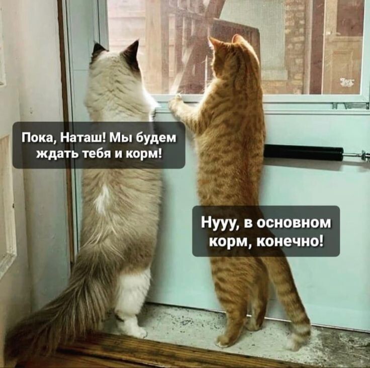 Весëлые картинки
