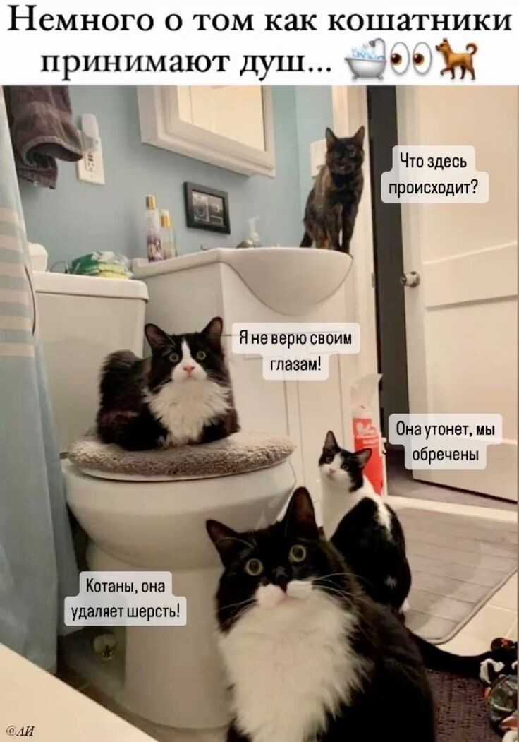 Весëлые картинки