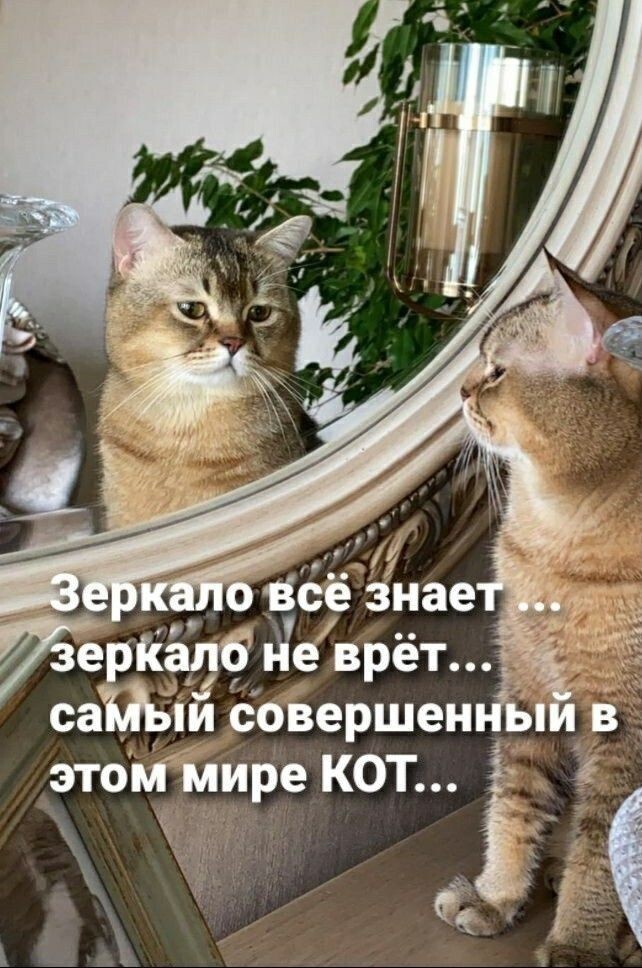 Весëлые картинки
