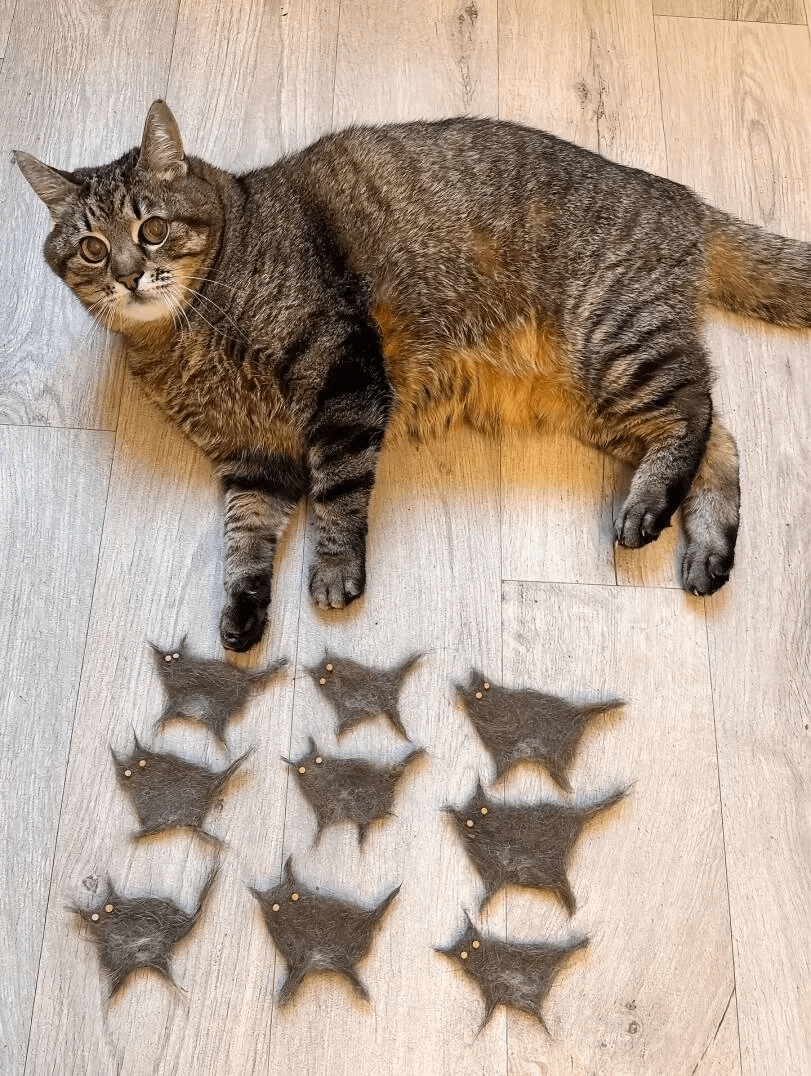 30 фото котиков для настоящих ценителей: без прикрас и мимимишных постановок 