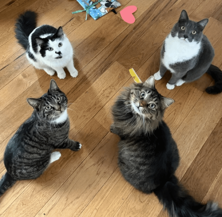 30 фото котиков для настоящих ценителей: без прикрас и мимимишных постановок 