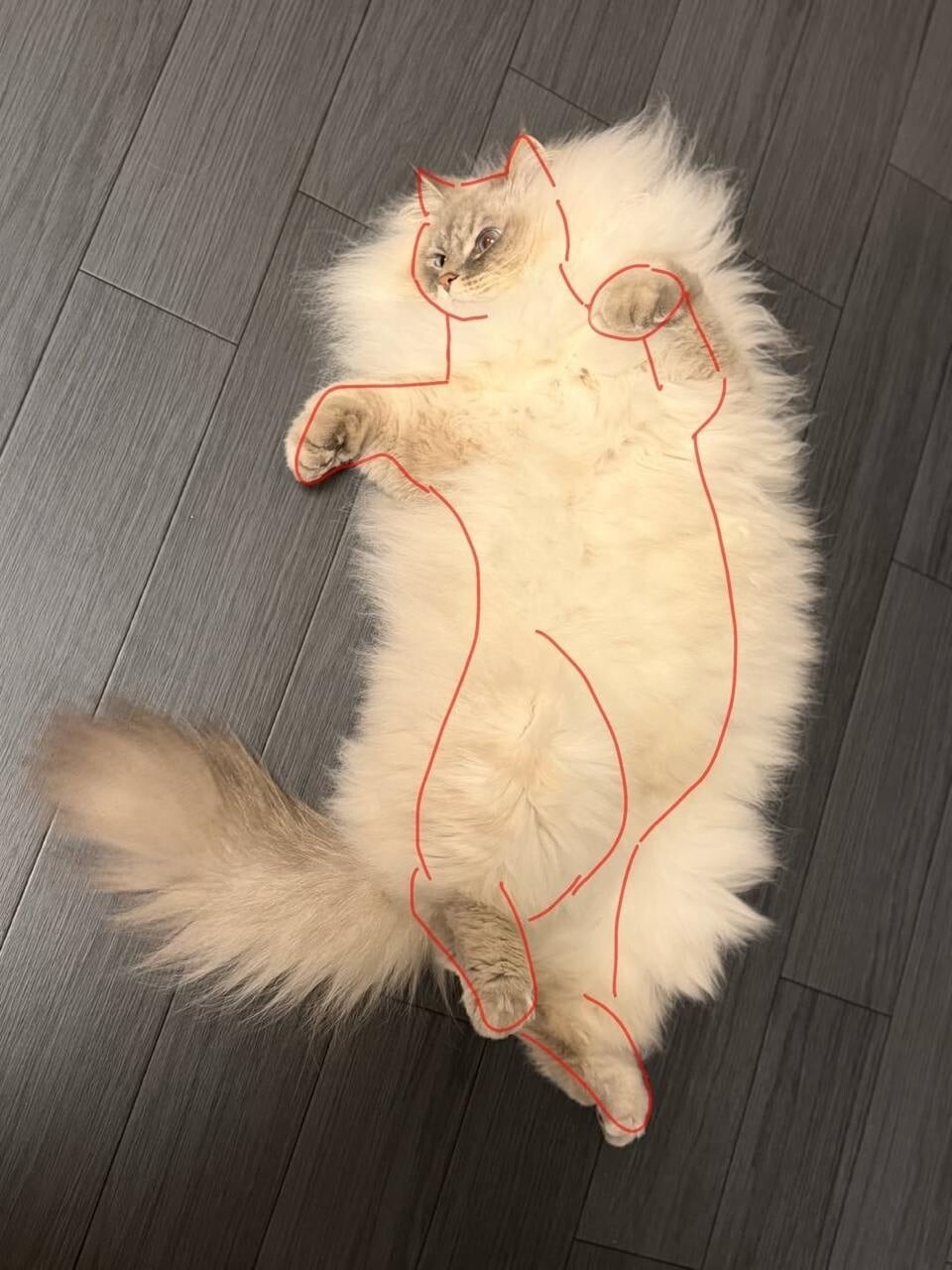 30 фото котиков для настоящих ценителей: без прикрас и мимимишных постановок 