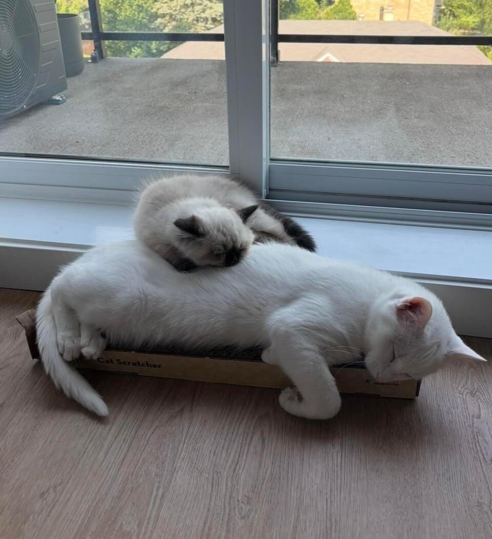 30 фото котиков для настоящих ценителей: без прикрас и мимимишных постановок 